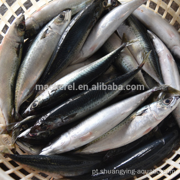 Matéria-prima congelada terrestre Pacífico Mackerel 300-500G